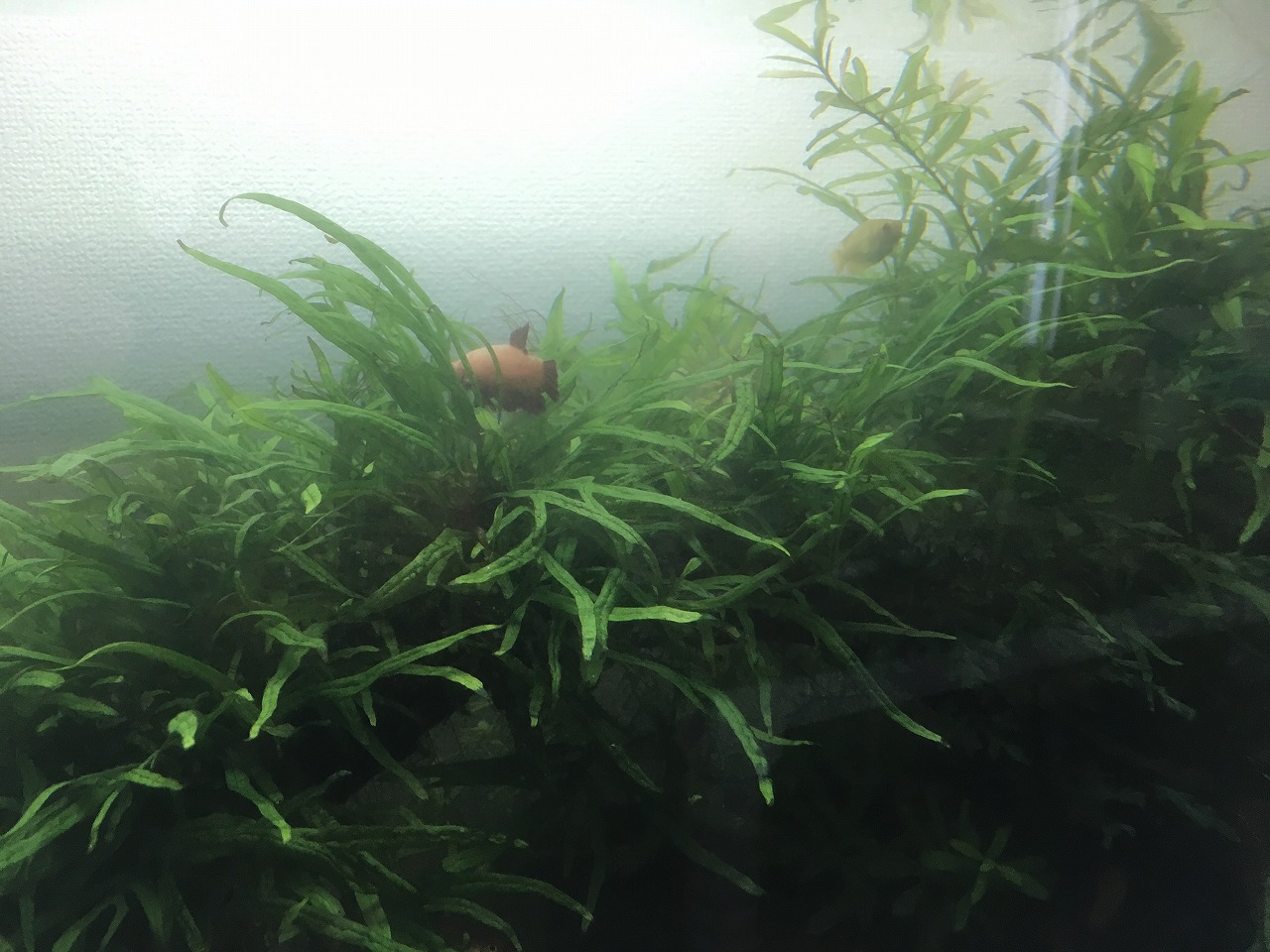 〓PEPE〓 ミクロソリウム・トライデント トリミング20株No2 アクアリウムミクロソリウム・トライデントのトリミング＆株分け